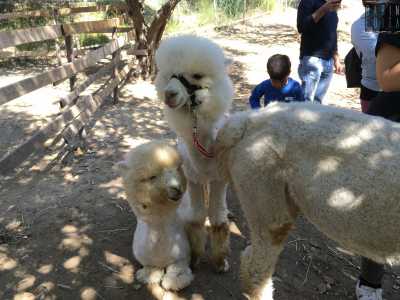 E mentre siamo con lei altri alpaca ci circondano teneramente in cerca di attenzioni